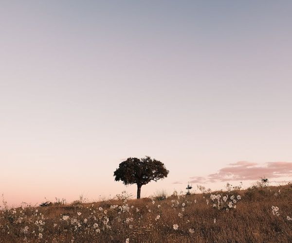 A calm and minimalist space with plants, suggesting a peaceful environment.